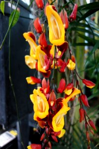 Thunbergia mysorensis - Longwood Gardens - DSC01186