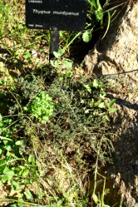 Thymus munbyanus - Jardín Botánico de Barcelona - Barcelona, Spain - DSC09179