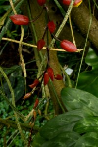 Thunbergia mysorensis - Botanischer Garten Dresden