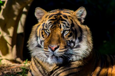 Wildlife cat brown tiger photo