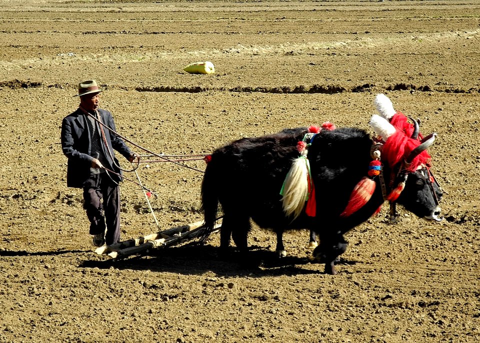 Tibet labourDSCN1911