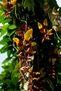 Thunbergia mysorensis - Botanischer Garten Dresden (3)