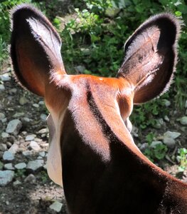 Neck animal zoo