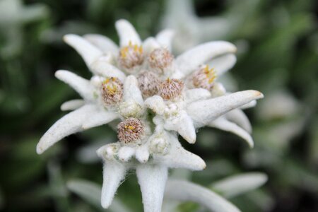 Bloom white stone garden