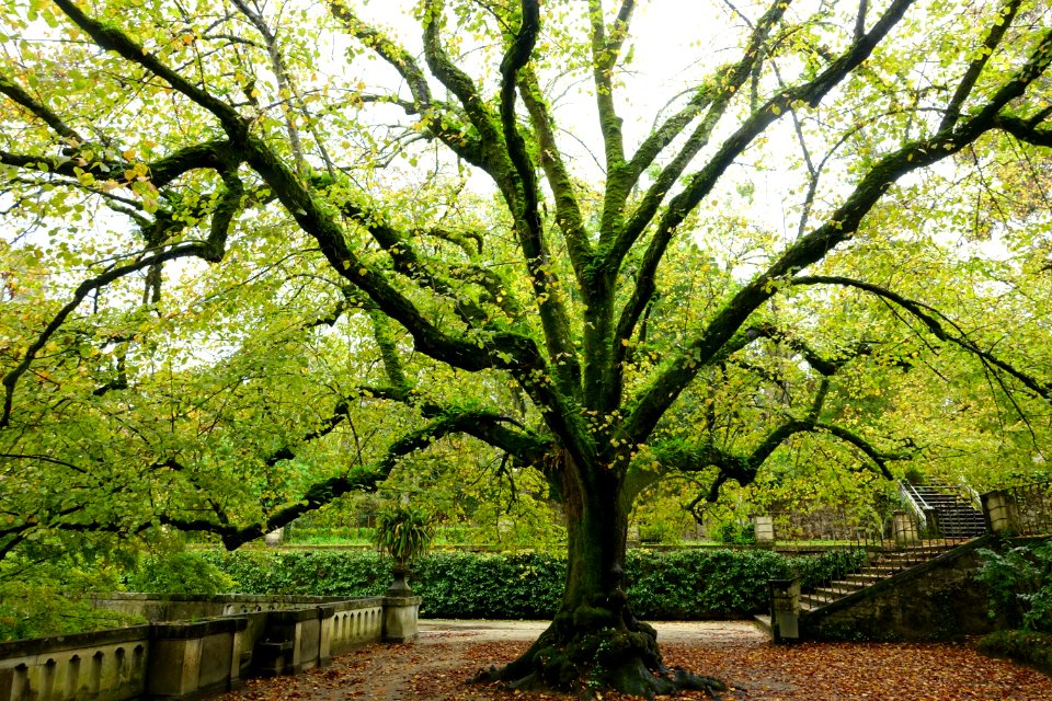 Tilia × europaea - Jardim Botânico da Universidade de Coimbra - Coimbra, Portugal - DSC08869