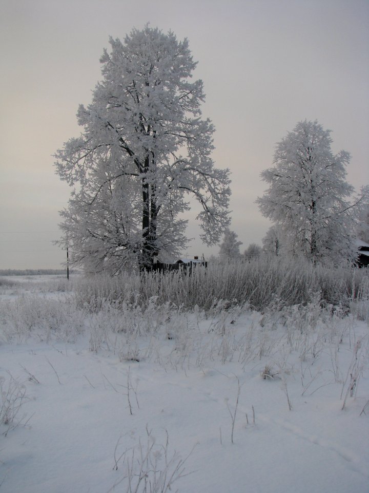 Tilia cordata Russia winter