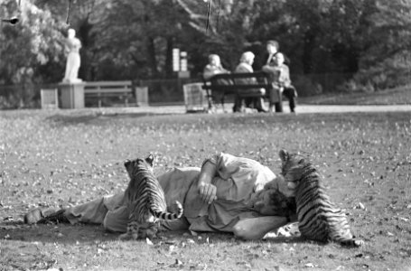 Tien weken oude tijgertjes in Artis, spelen met oppasser, Bestanddeelnr 917-0324