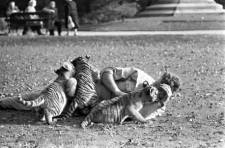Tien weken oude tijgertjes in Artis, spelen met oppasser, Bestanddeelnr 917-0319