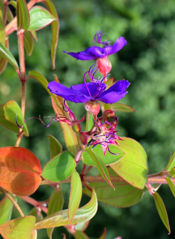 Tibouchina urvilleana - Prinzessinnenblume