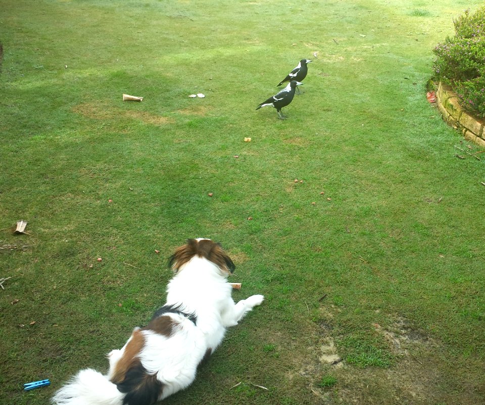 Tibetan Spaniel watching lunch