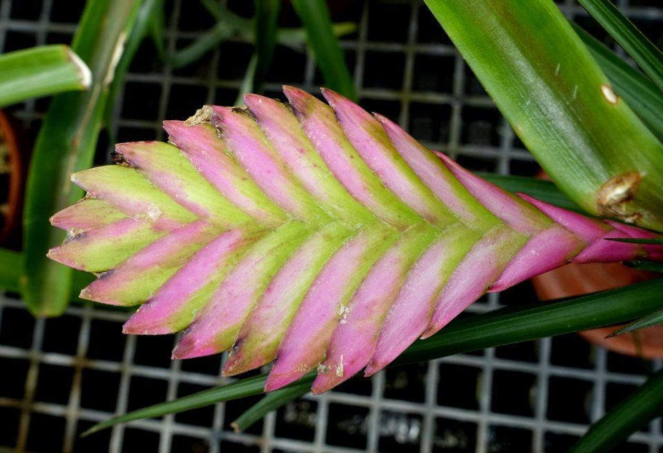 Tillandsia sp., Puerto Rico, wild collected - Lyman Plant House, Smith College - DSC01976