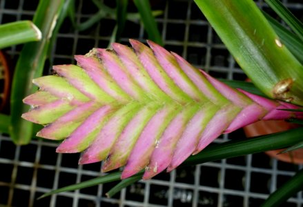 Tillandsia sp., Puerto Rico, wild collected - Lyman Plant House, Smith College - DSC01976