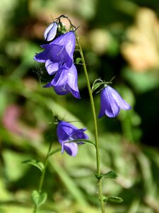 Bloom nature plant photo