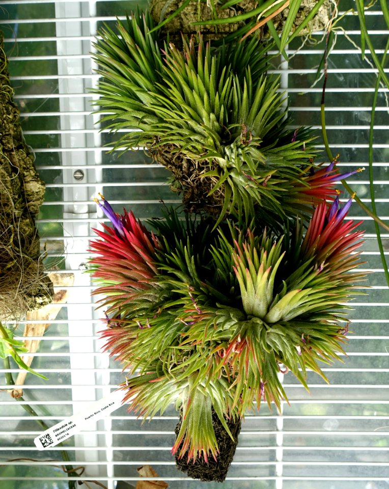 Tillandsia sp., Puerto Rico, Costa Rica - Lyman Plant House, Smith College - DSC02007