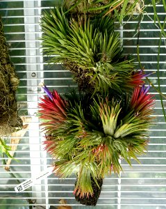 Tillandsia sp., Puerto Rico, Costa Rica - Lyman Plant House, Smith College - DSC02007