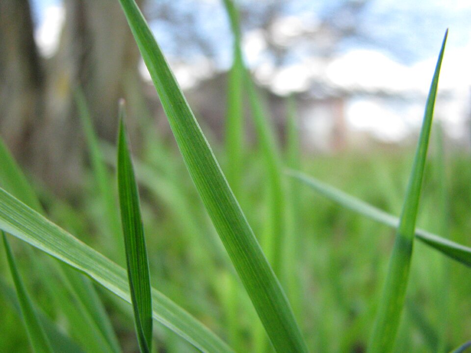Closeup macro greens