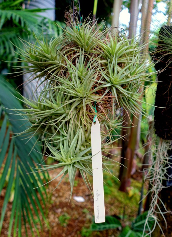 Tillandsia bergeri - Shinjuku Gyo-en Greenhouse - Tokyo, Japan - DSC05816