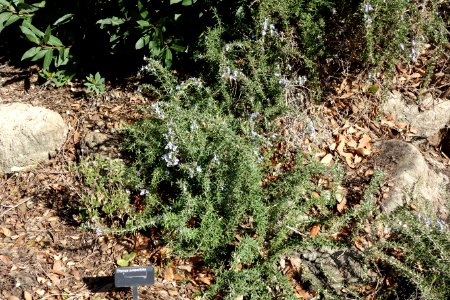 Thymus juniperifolia (sic) - Leaning Pine Arboretum - DSC05719