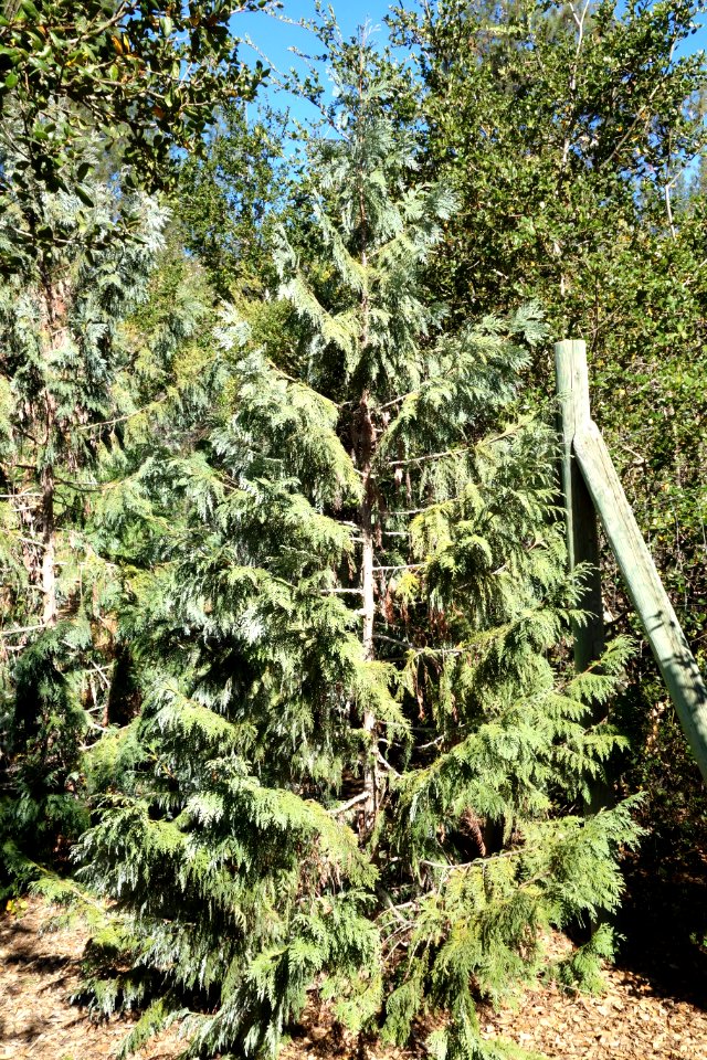Thuja koraiensis - Quarryhill Botanical Garden - DSC03510
