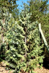 Thuja koraiensis - Quarryhill Botanical Garden - DSC03510