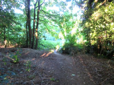 Three Cornered Copse, Hove (August 2016) (6)