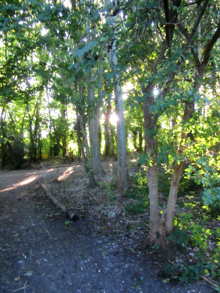 Three Cornered Copse, Hove (August 2016) (12)