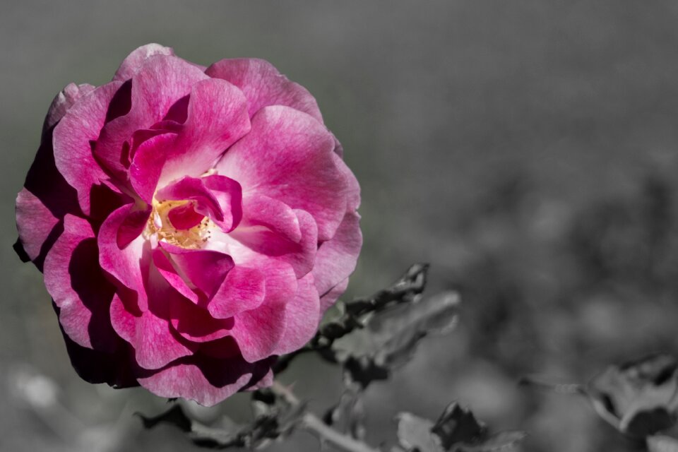 Elegant dash color pink petals