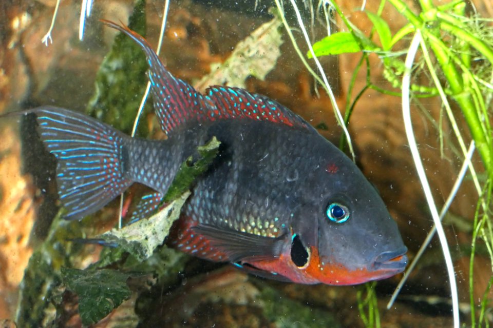 Thorichthys meeki - Feuermaulbuntbarsch