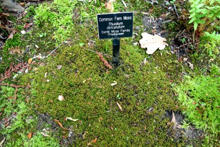 Thuidium delicatulum - Jenkins Arboretum - DSC00651