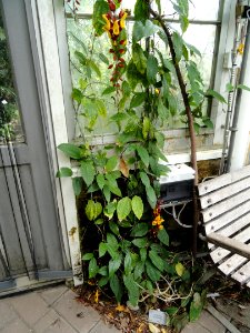 Thunbergia mysorensis - Copenhagen Botanical Garden - DSC07969
