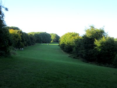 Three Cornered Copse, Hove (August 2016) (8)