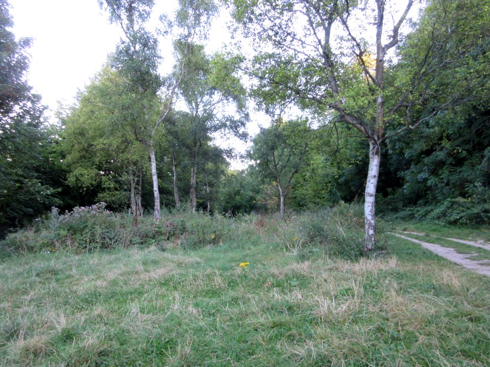 Three Cornered Copse, Hove (August 2016) (9)