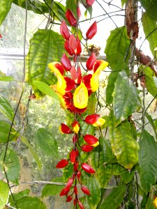 Thunbergia mysorensis - Copenhagen Botanical Garden - DSC07970
