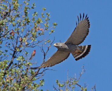 Wildlife flying hunter