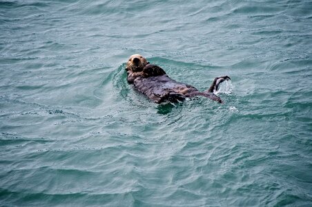 Water marine fur