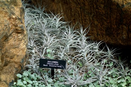 Tillandsia albida - Longwood Gardens - DSC01115