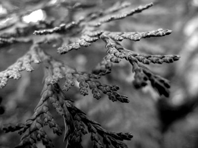 Nature black and white detail