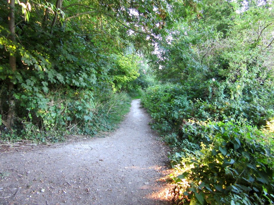 Three Cornered Copse, Hove (August 2016) (3)