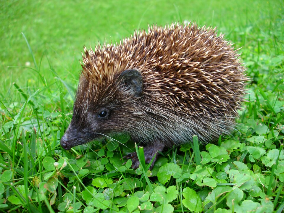 Hedgehog erinaceinae mammal