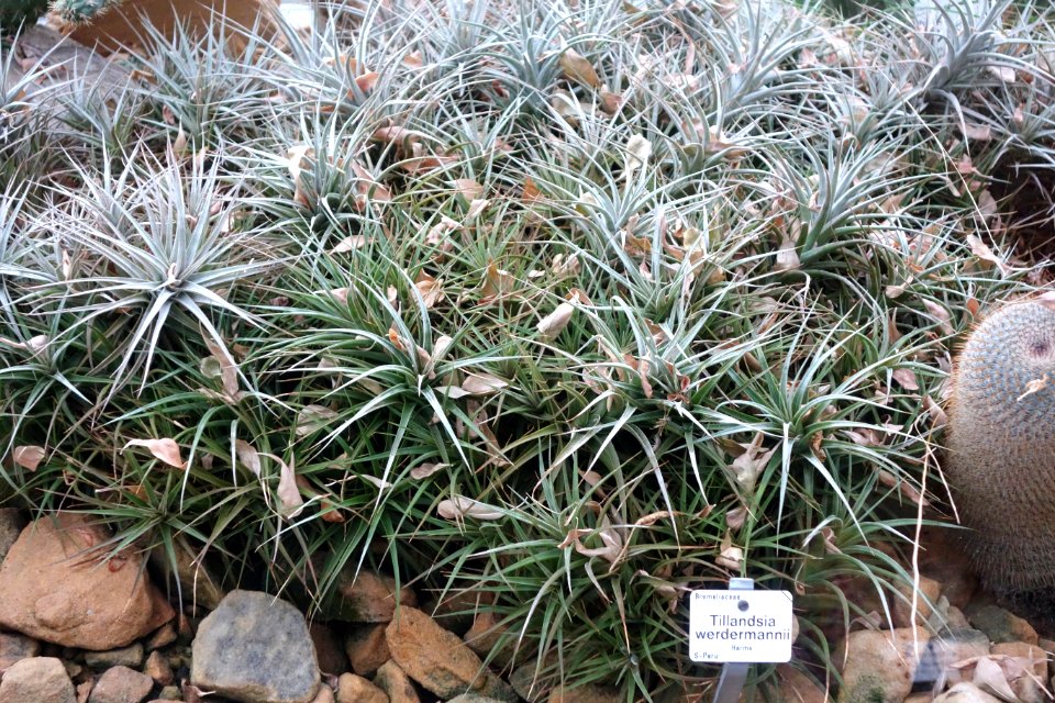 Tillandsia werdermannii - Botanischer Garten, Dresden, Germany - DSC08867