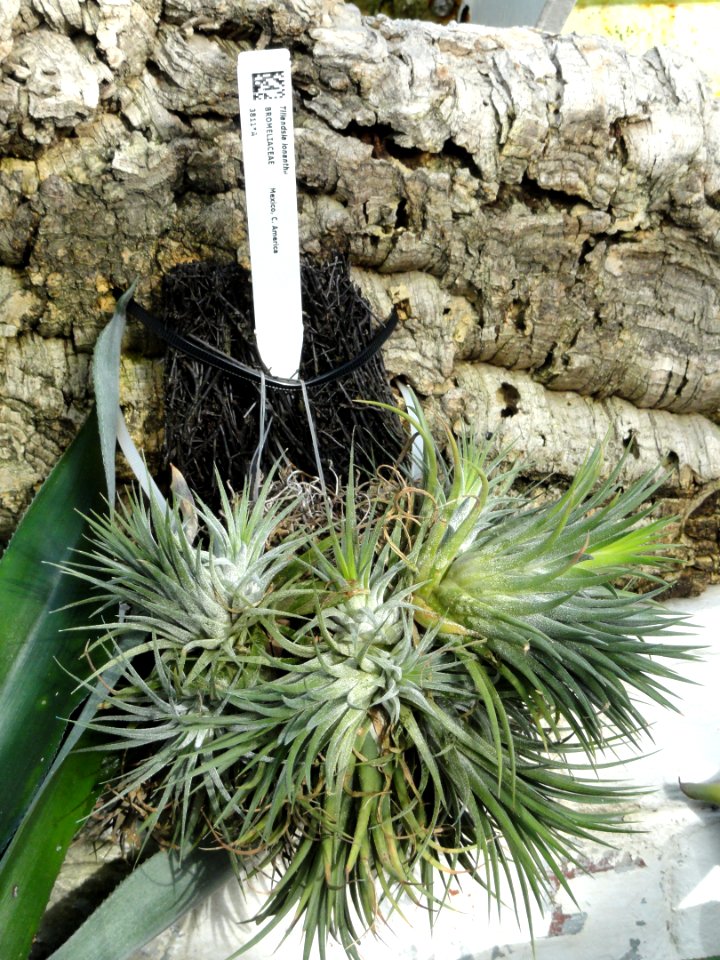 Tillandsia ionantha - Lyman Plant House, Smith College - DSC04227