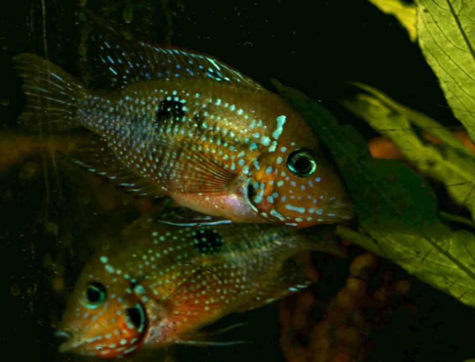 Thorichthys ellioti - pair (3)