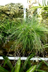 Tillandsia filifolia - Lyman Plant House, Smith College - DSC01970