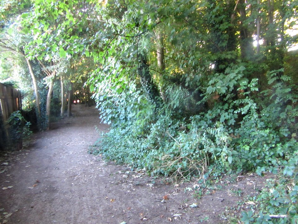 Three Cornered Copse, Hove (August 2016) (2)