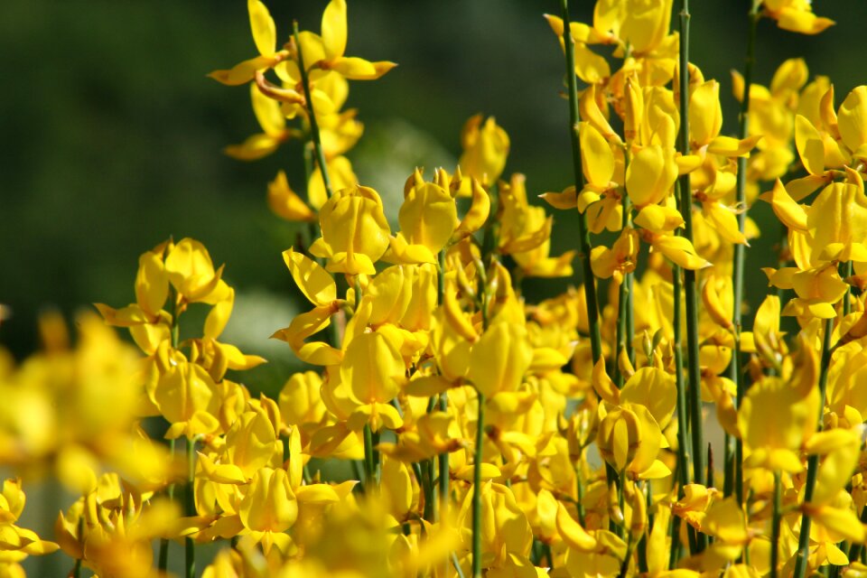 Bloom toxic gorse blossom