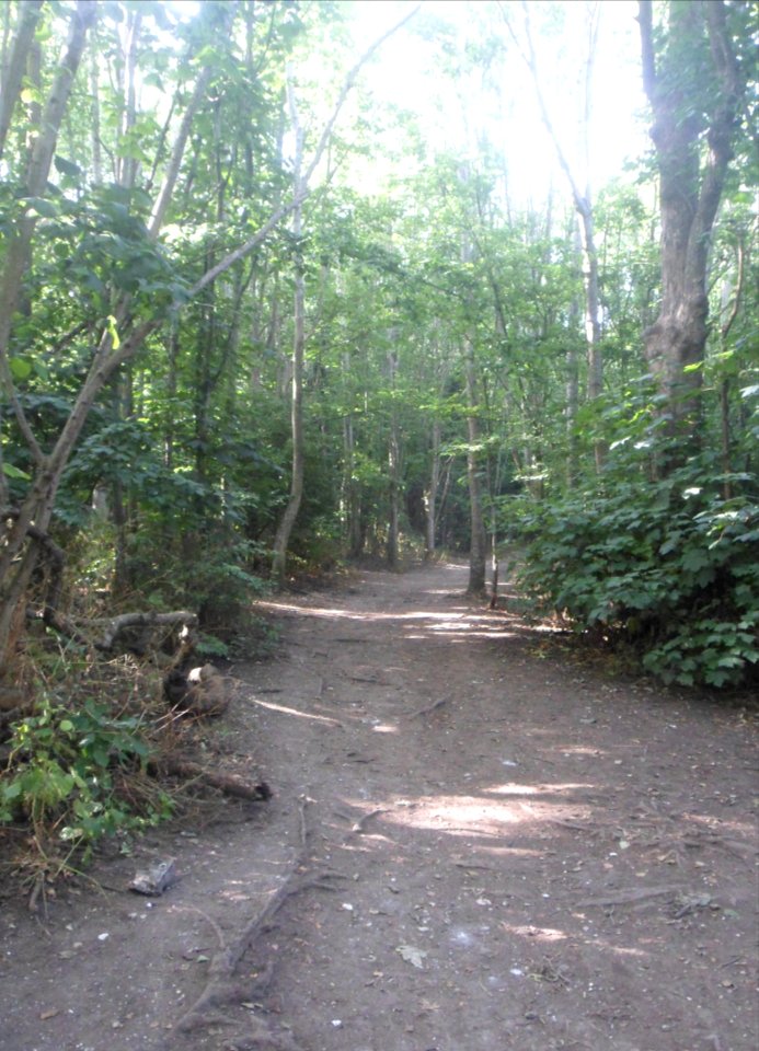 Three Cornered Copse, Hove (June 2020) (1)