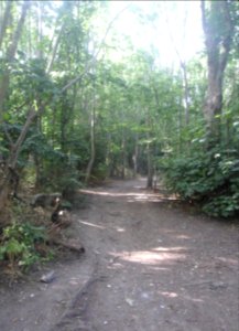 Three Cornered Copse, Hove (June 2020) (1)