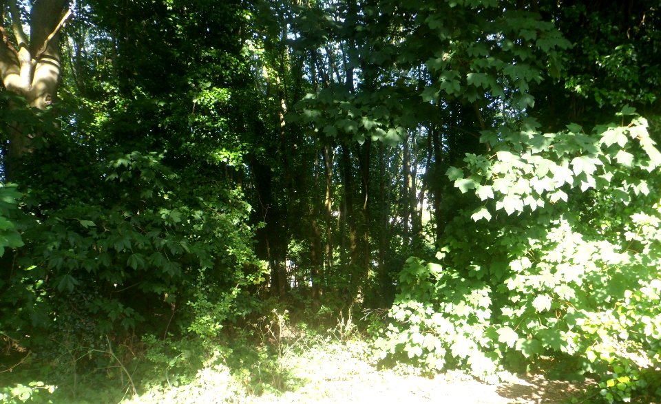 Three Cornered Copse, Hove (June 2020) (3)