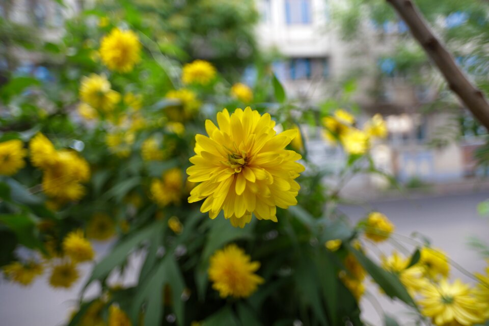 Flower yellow flowers plants