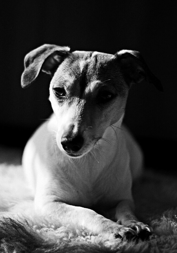 Portrait animal portrait jack russell terrier